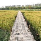 Wuzhen - Dragon Shaped Organic Farm