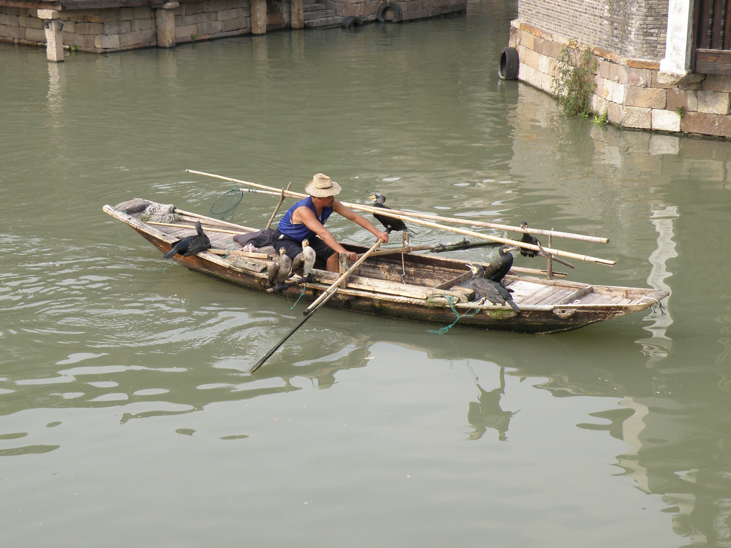 Wuzhen - Xizha Scenic Zone, Kormoranfischer bei der Arbeit