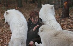 WW 6/9 - Kommt ein dritter Wolf dazu, zeigt man ihm unmissverständlich, daß auch er . . .