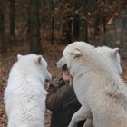 WW 7/9 - Wie groß die Tiere sind, sieht man eindrucksvoll, wenn sie sich aufrichten.