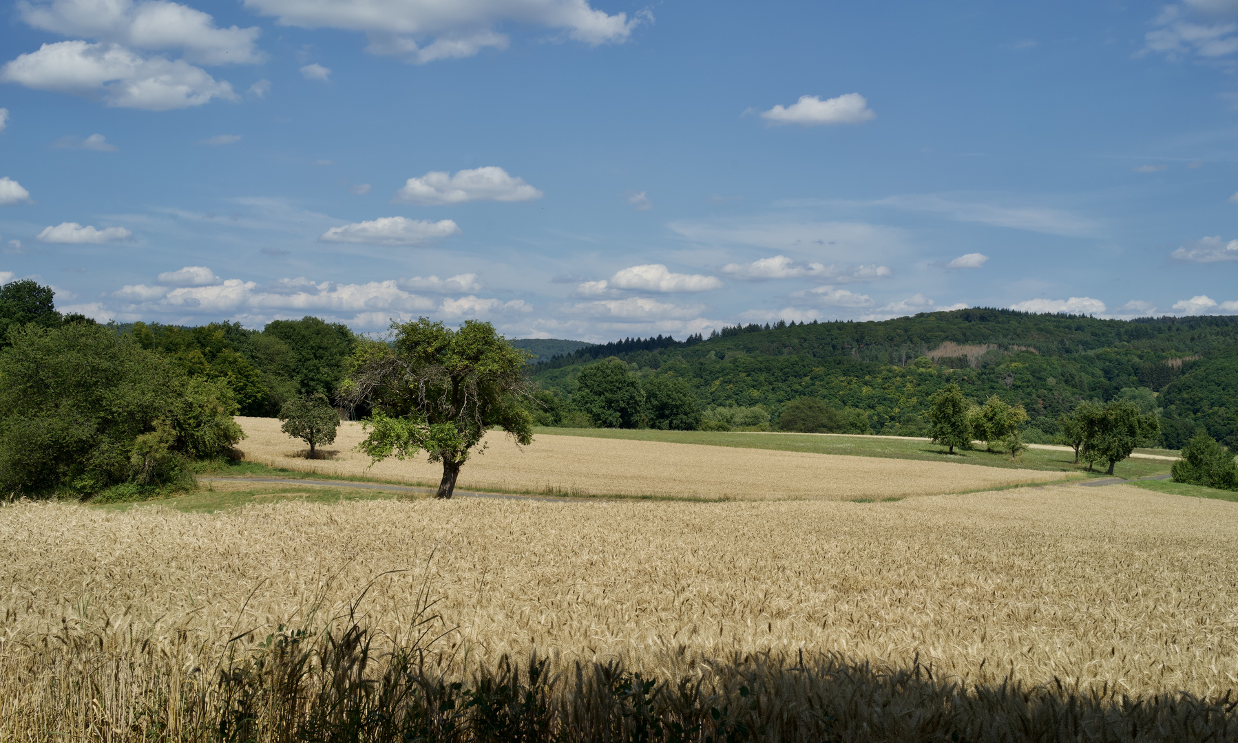 www / Wälder, Wiesen, Weizenfelder