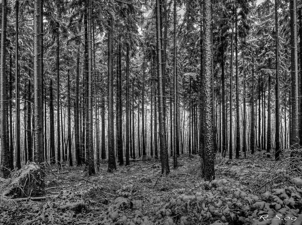 WWW - Winter-Wirtschafts-Wald (HDR)