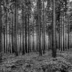 WWW - Winter-Wirtschafts-Wald (HDR)