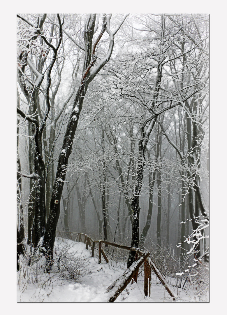 WWW - WinterWaldWanderung im Eichsfeld