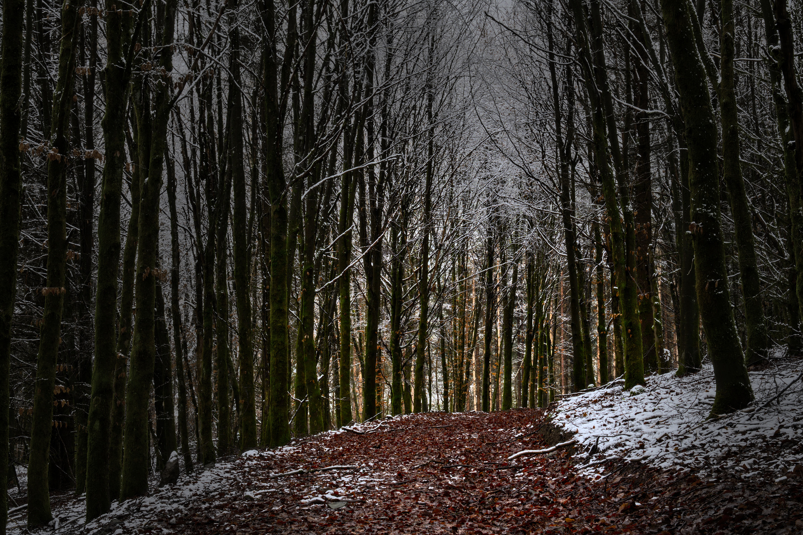 WWW: Winter.Wald.Weg