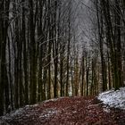 WWW: Winter.Wald.Weg