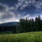 WWW - Wolken, Wald, Wiese