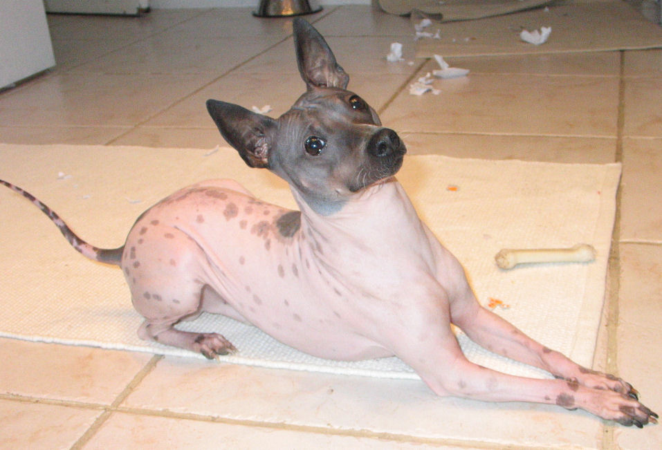 www.ahtdog.com Hairless Dog