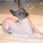 www.ahtdog.com Hairless Dog