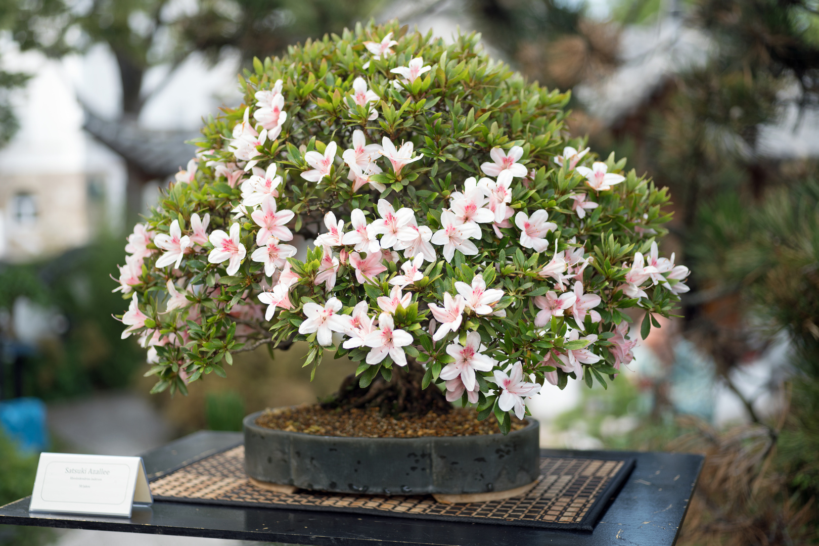 www.bonsai-stuttgart-ludwigsburg.de Bonsai-Ausstellung im Chinagarten Stuttgart