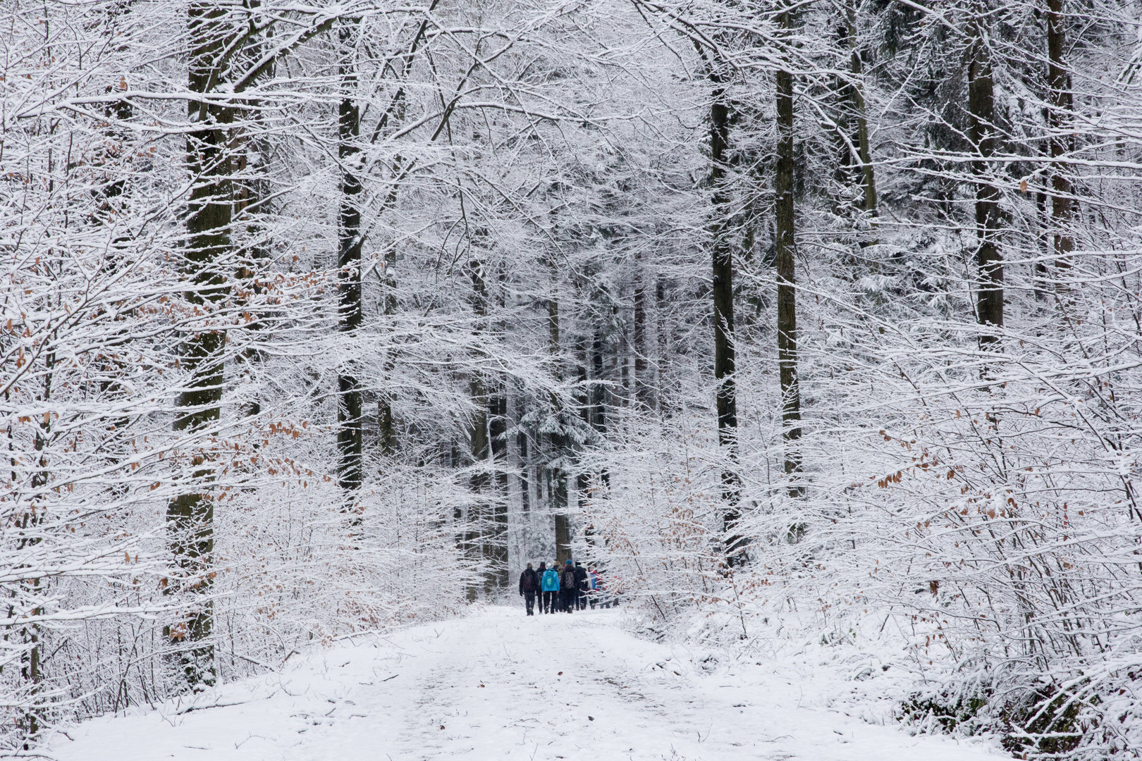 WWWG - Winterwaldwandergruppe