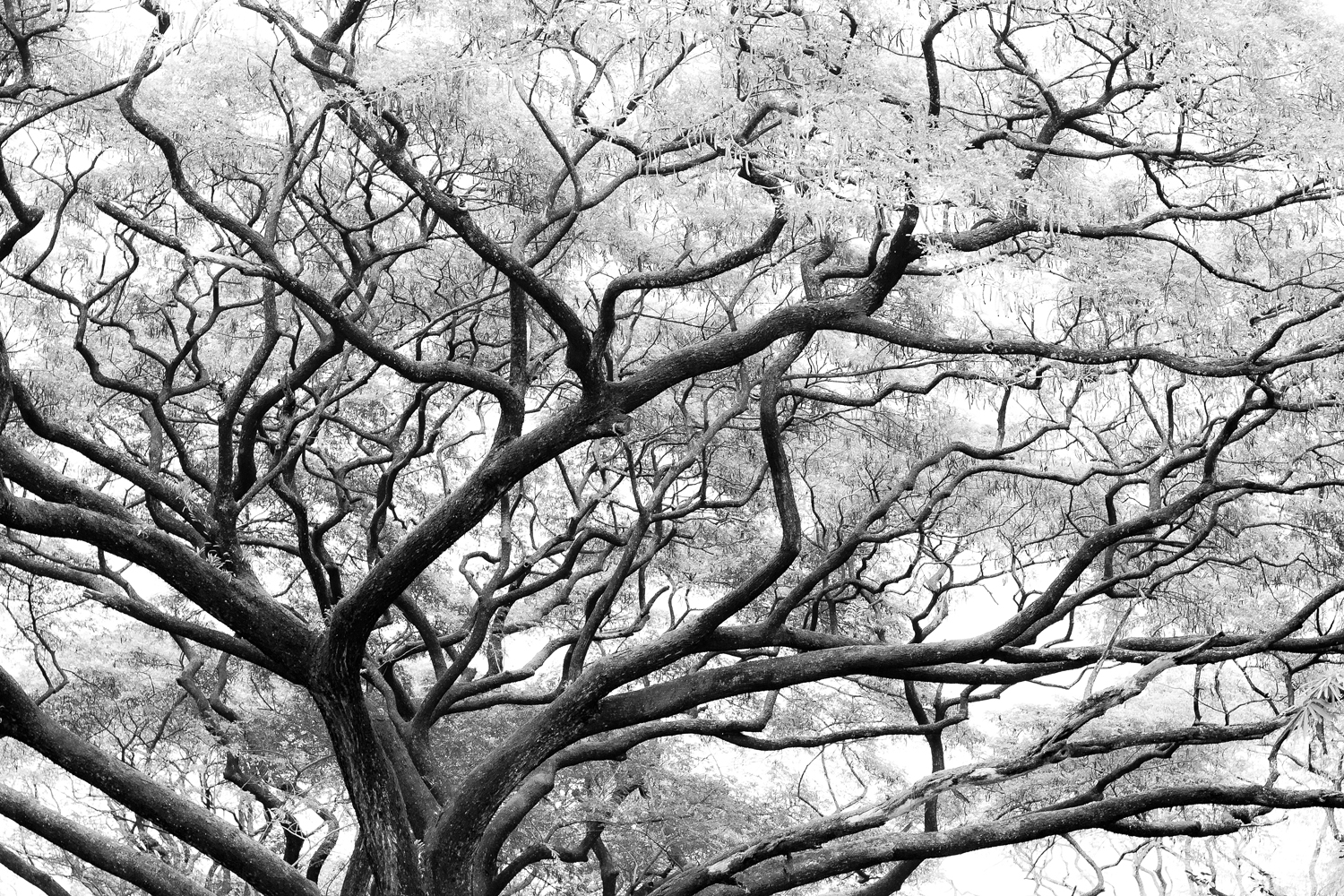 www.im-in-manila.jimdo.com - UP Diliman Tree