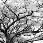 www.im-in-manila.jimdo.com - UP Diliman Tree