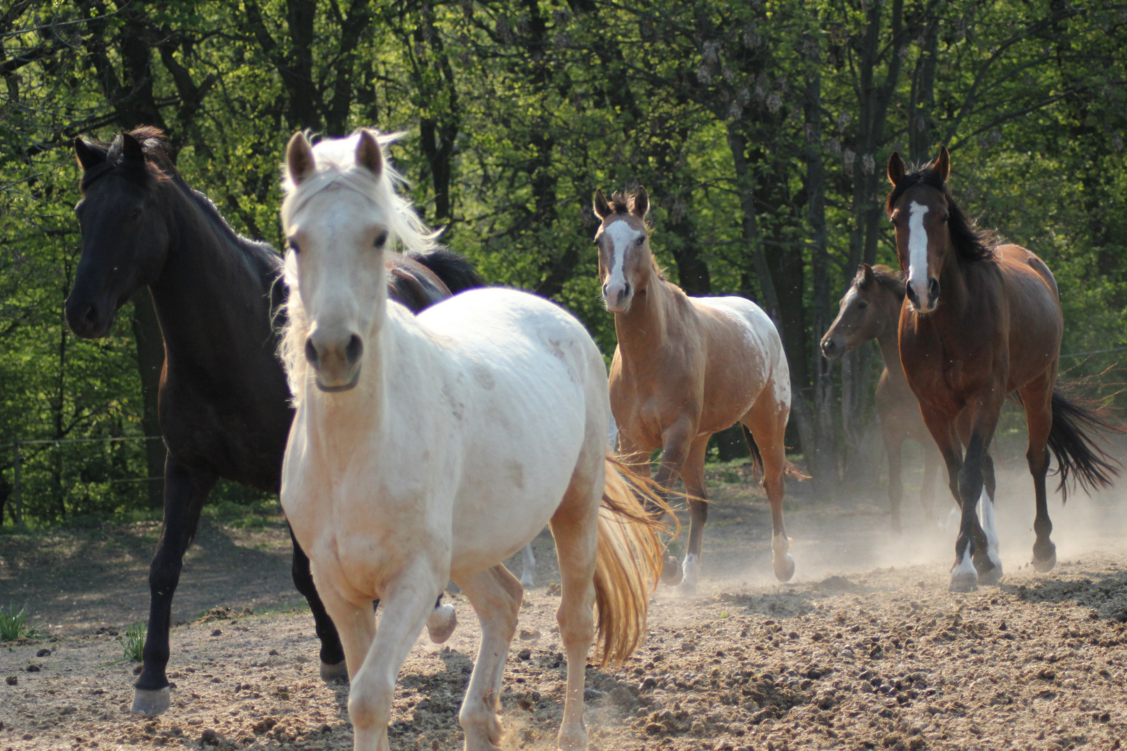 www.indian-summer-horses.de