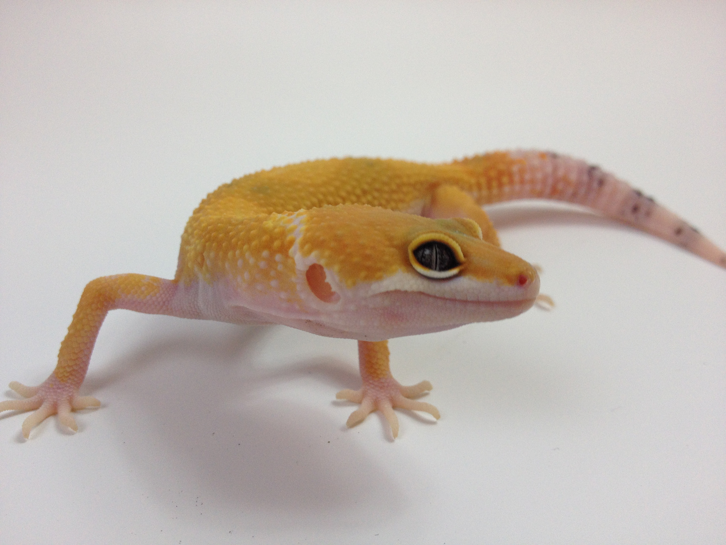 W&Y Electric Leopardgecko E.macularius