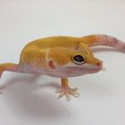 W&Y Electric Leopardgecko E.macularius