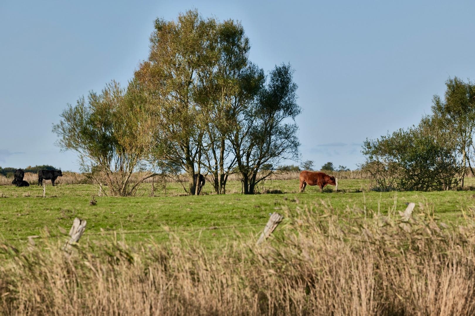 Wyk auf Föhr/Naturpark Wattenmeer