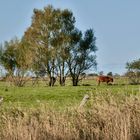 Wyk auf Föhr/Naturpark Wattenmeer