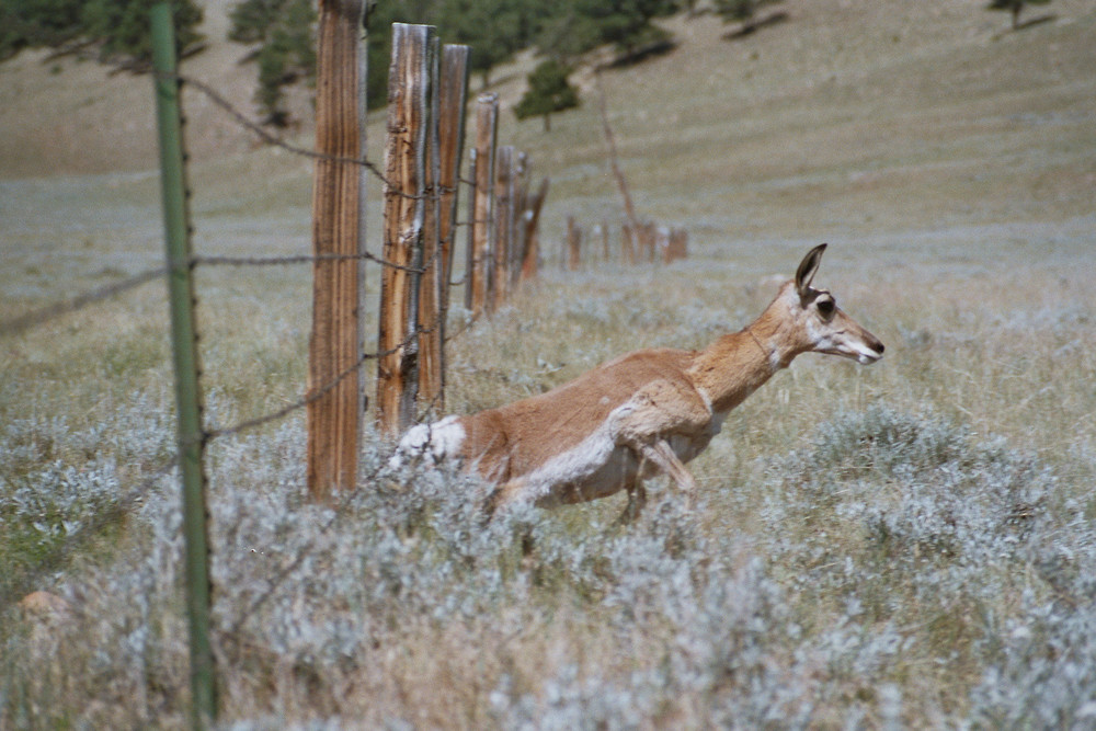 wyoming wildlife 1