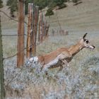 wyoming wildlife 1