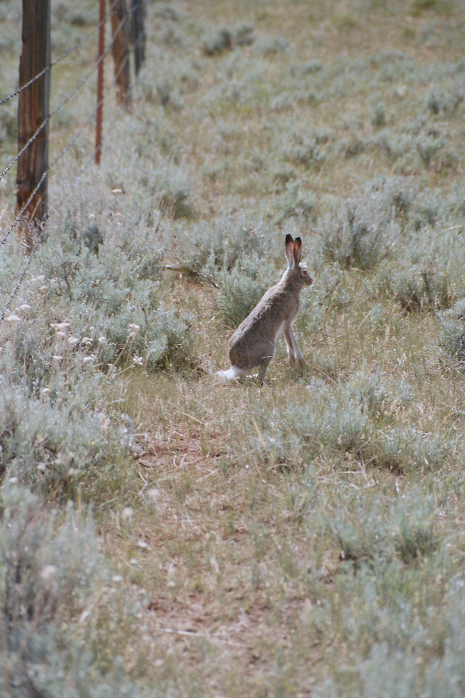 wyoming wildlife 2