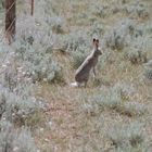 wyoming wildlife 2