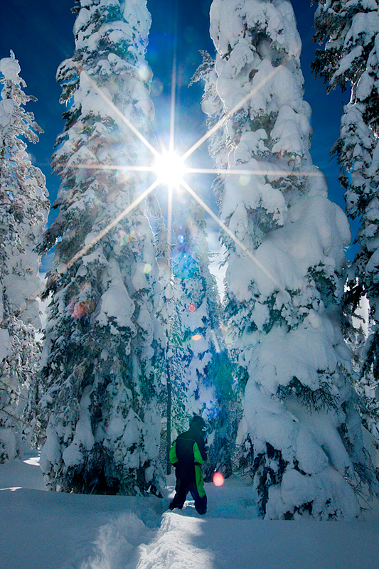 Wyoming Winter Trees