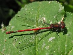 (X) Ausgefärbtes Männchen der Frühen Adonislibelle (Pyrrhosoma nymphula)