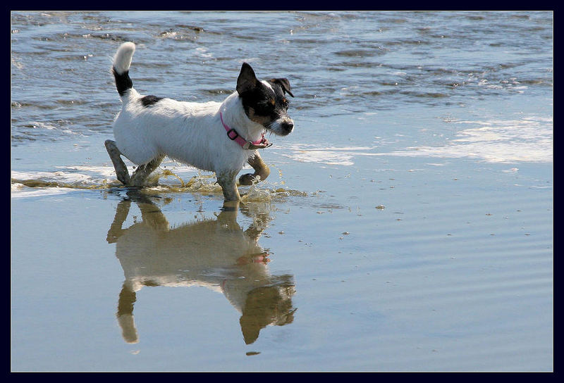 X-beiniger Parson Jack Russell