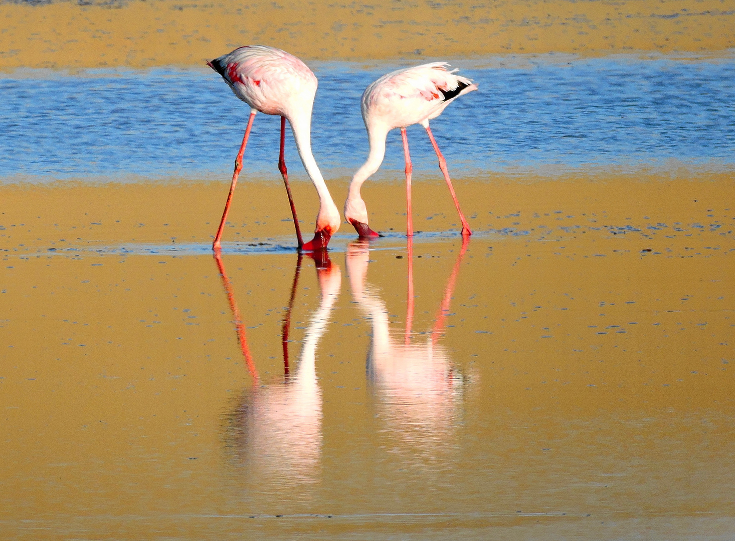 "X"-Flamingos