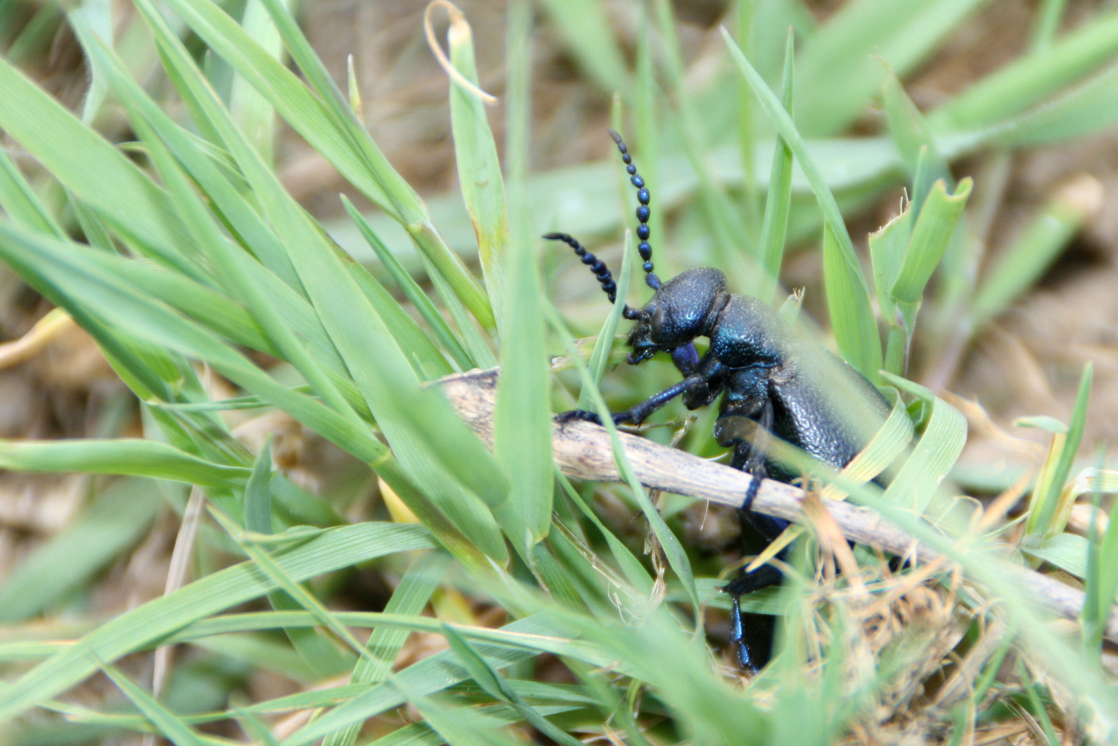 x- Käfer, Heute entdeckt