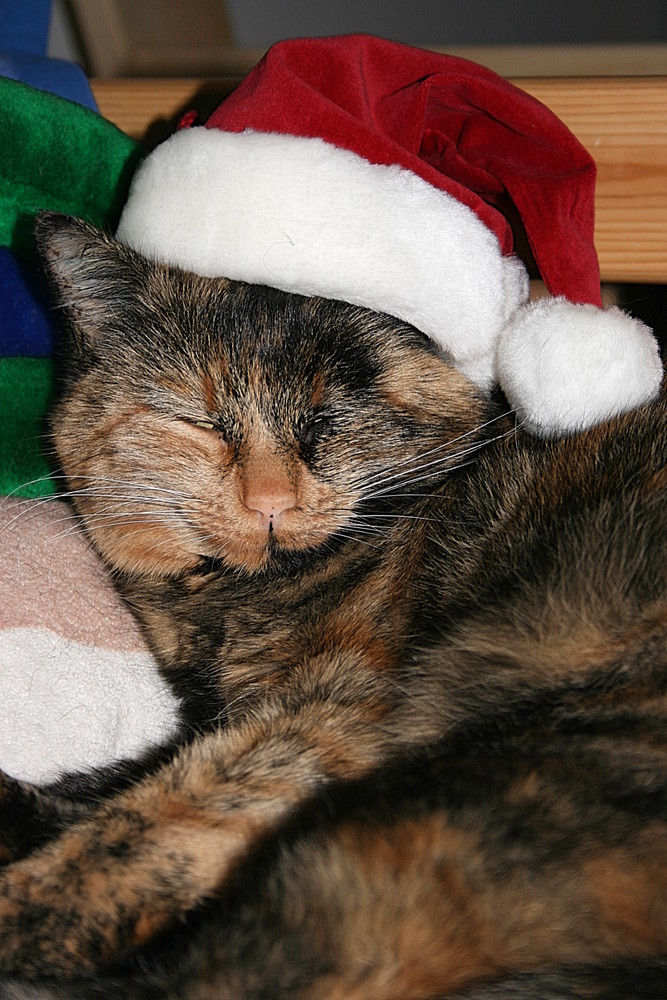 x-mas cat