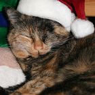 x-mas cat