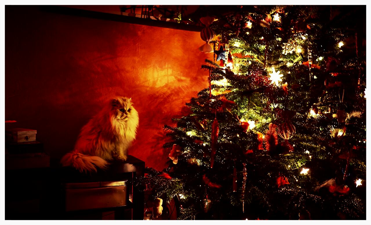 x mas cat