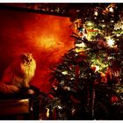 x mas cat