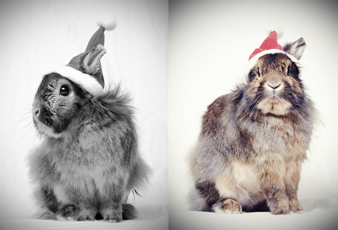 X-MAS Hase