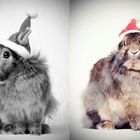 X-MAS Hase