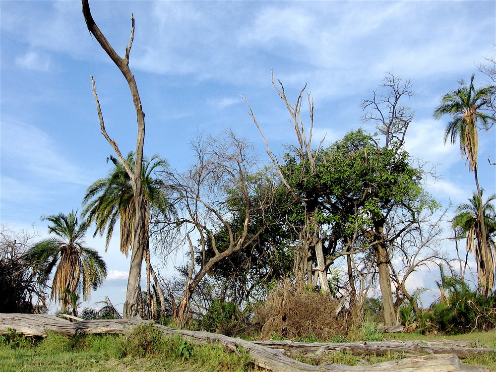 X-mas Okavango Delta