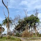 X-mas Okavango Delta