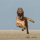 X- Mechelse Herder / Malinois