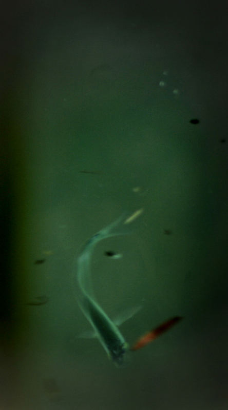 x-ray fish