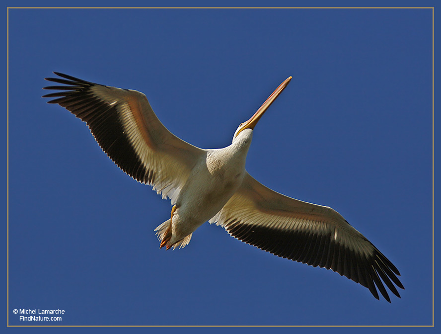 X-Ray Pelican