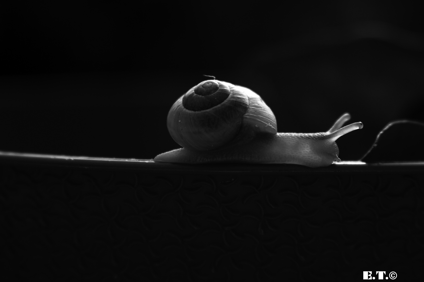 X Ray Snail