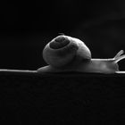 X Ray Snail