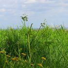 Xantens Grün im Frühling