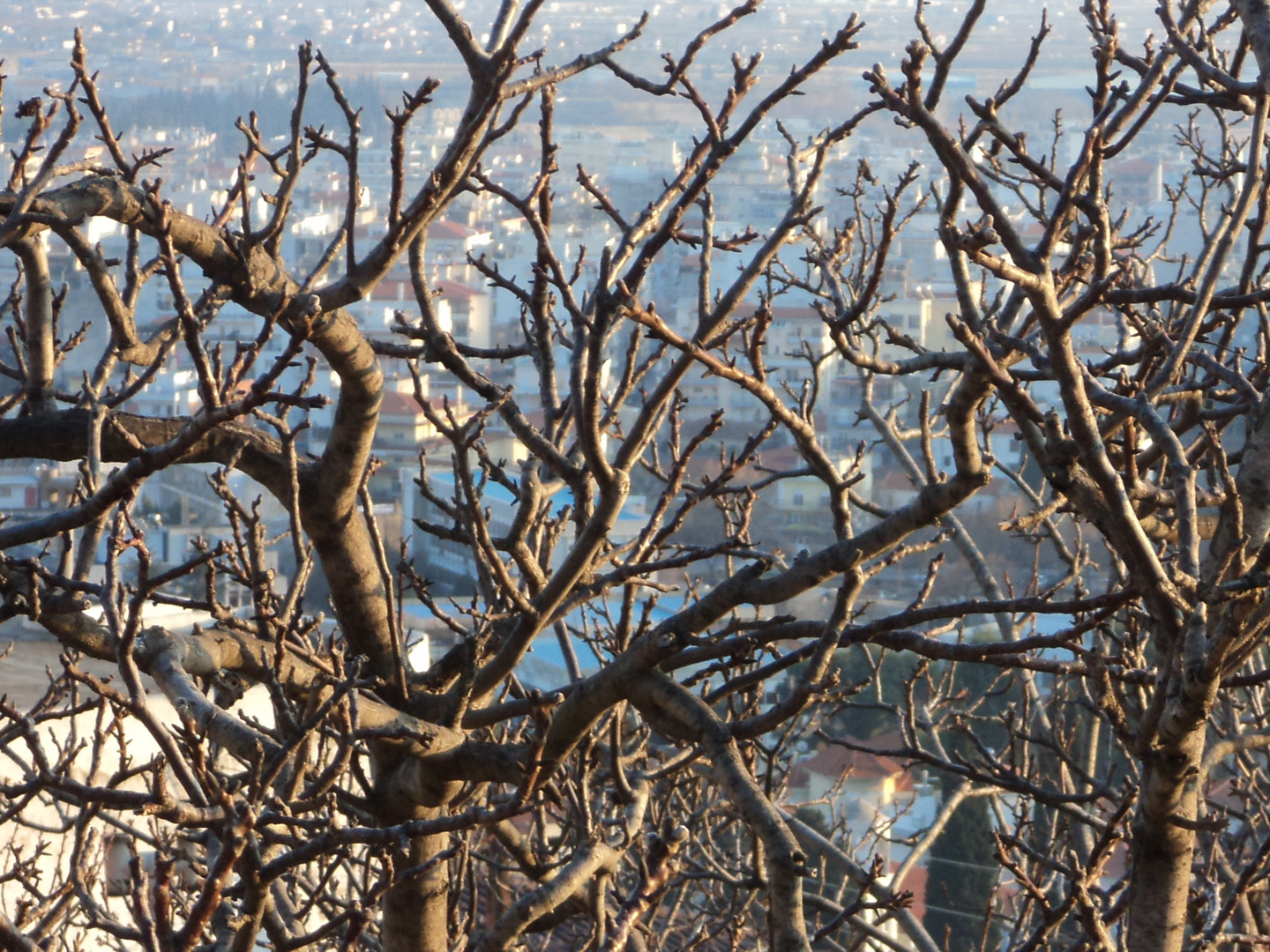 Xanthi behind branches