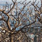 Xanthi behind branches