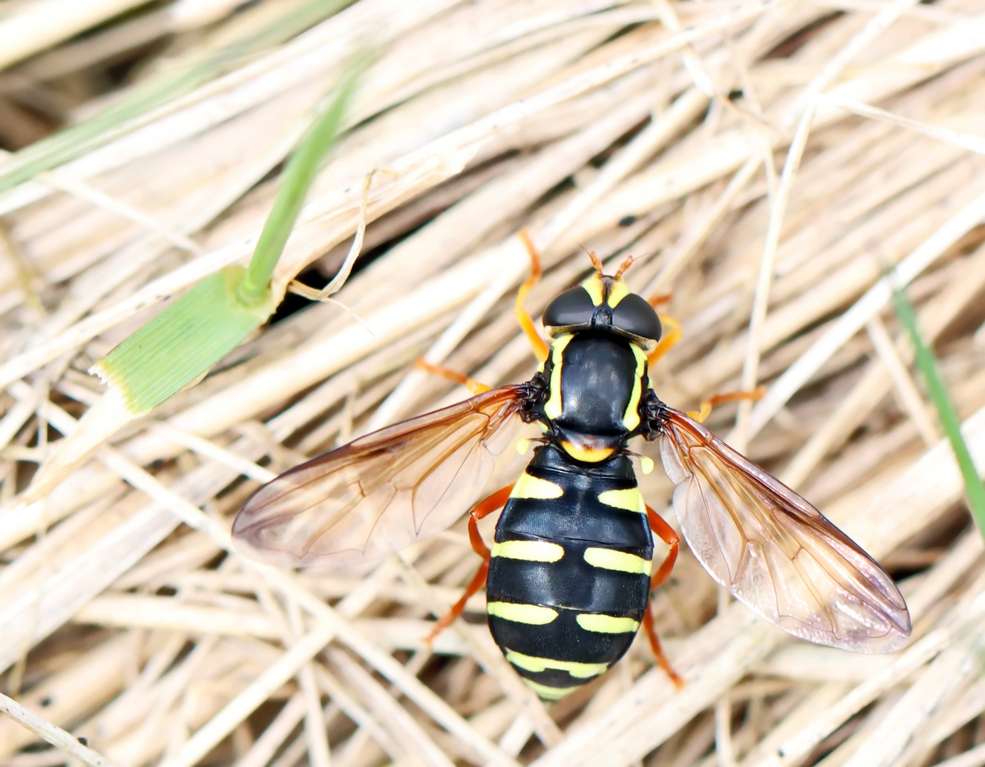 Xanthogramma citrofasciatum,Frühe Gelbrandschwebfliege