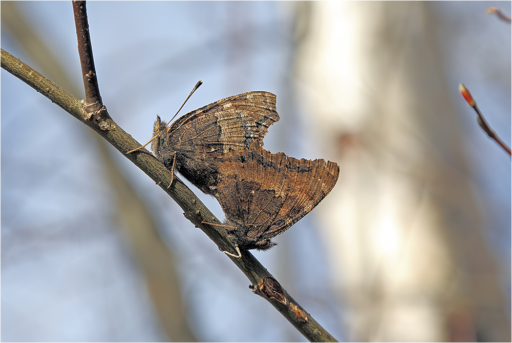 Xanthomelas-Copula