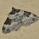 Xanthorhoe fluctuata, Garten- Blattspanner